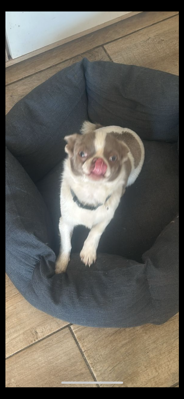 Xidac volt my fair chi 
