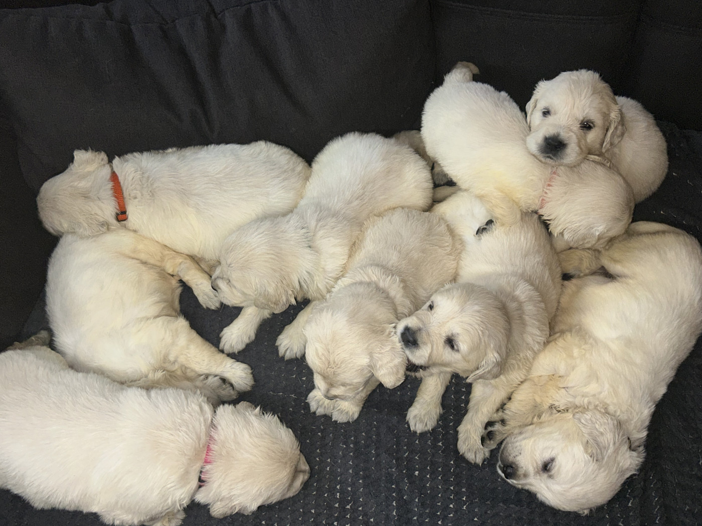 Chiot Golden Retriever Olivier Lamarque
