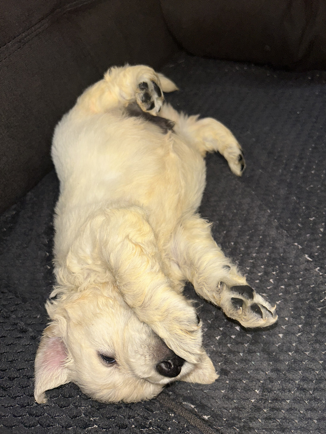Olivier Lamarque - Chiots disponibles - Golden Retriever