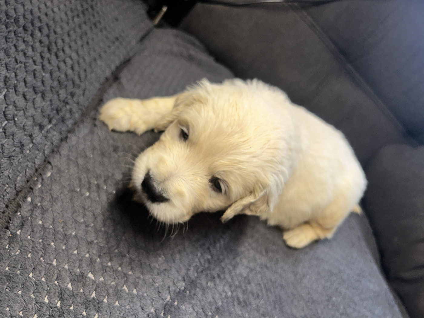 Olivier Lamarque - Chiots disponibles - Golden Retriever