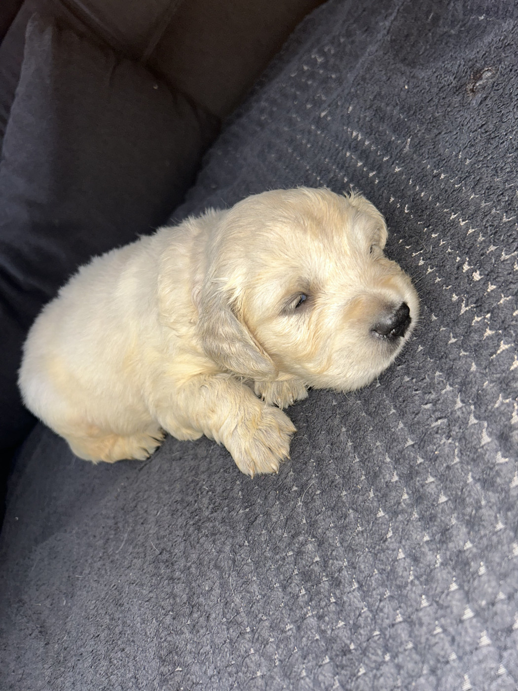 Olivier Lamarque - Chiots disponibles - Golden Retriever