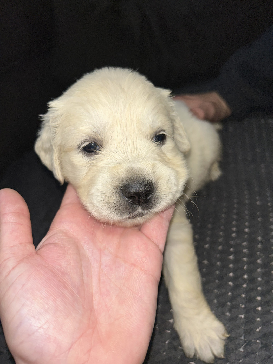 Olivier Lamarque - Chiots disponibles - Golden Retriever
