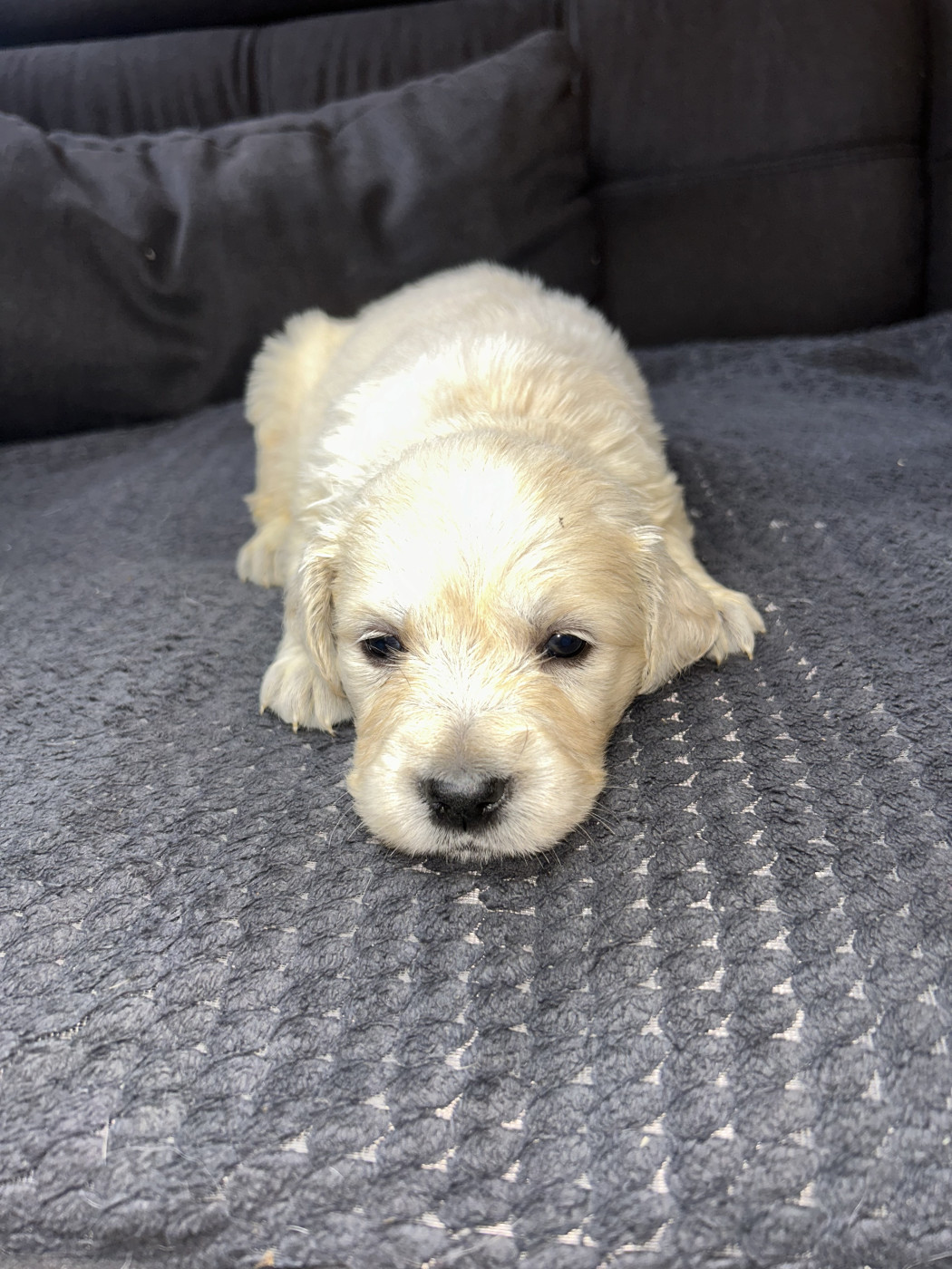 Olivier Lamarque - Chiots disponibles - Golden Retriever