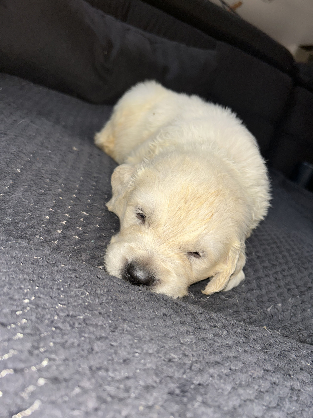 Olivier Lamarque - Chiots disponibles - Golden Retriever