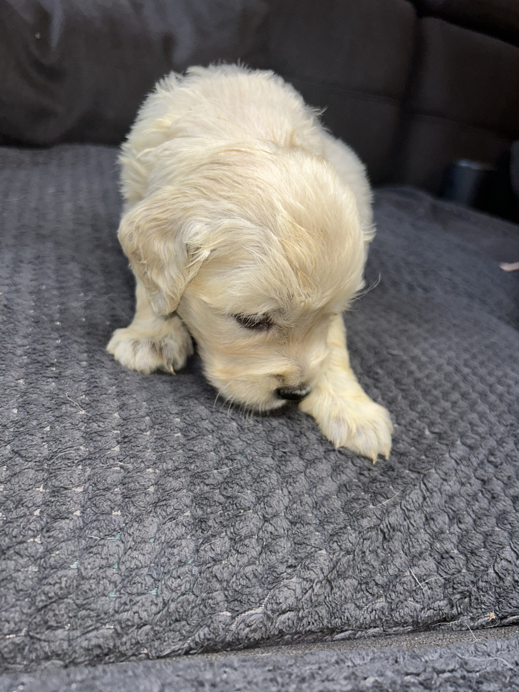 Olivier Lamarque - Chiots disponibles - Golden Retriever