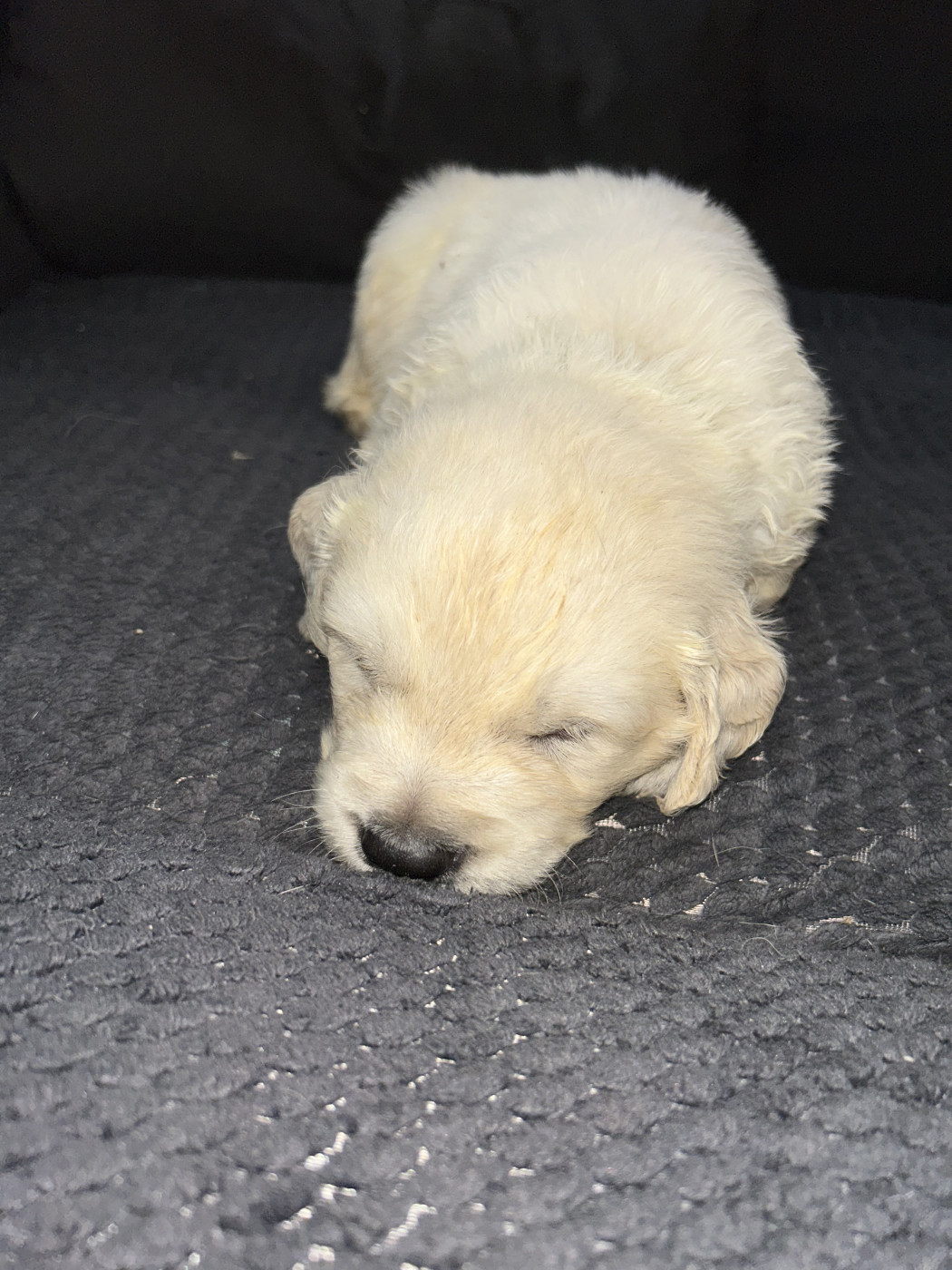 Olivier Lamarque - Chiots disponibles - Golden Retriever
