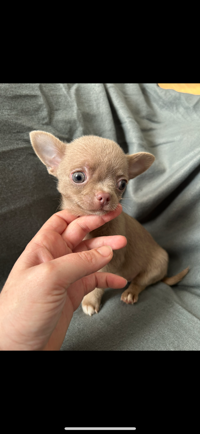 Olivier Lamarque - Chiots disponibles - Chihuahua