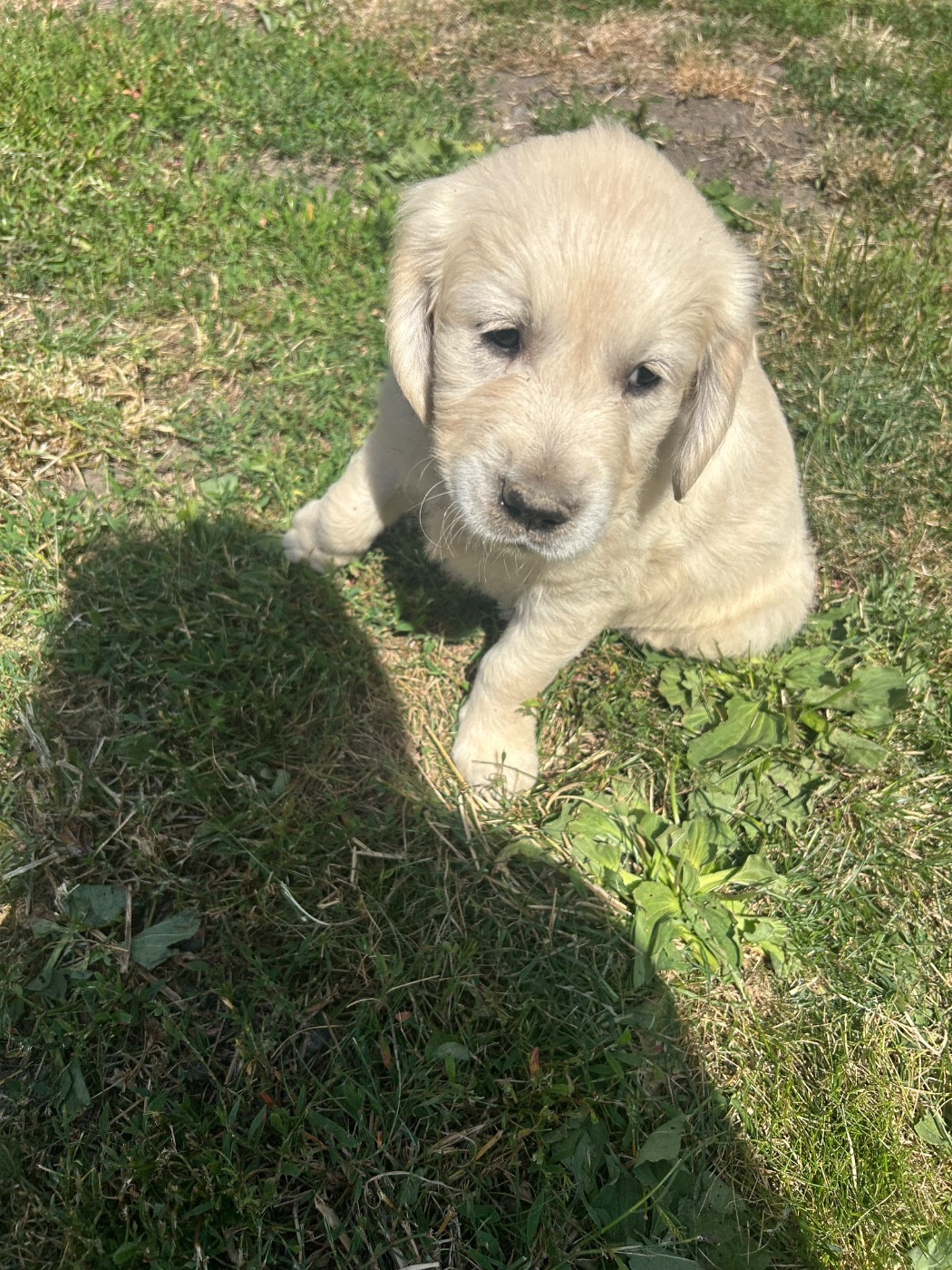 Olivier Lamarque - Chiots disponibles - Golden Retriever