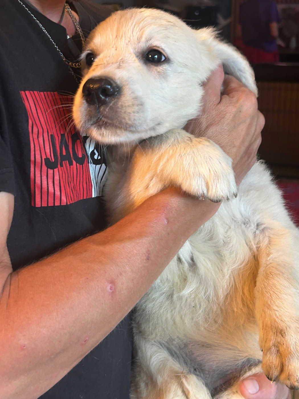 Olivier Lamarque - Chiots disponibles - Golden Retriever
