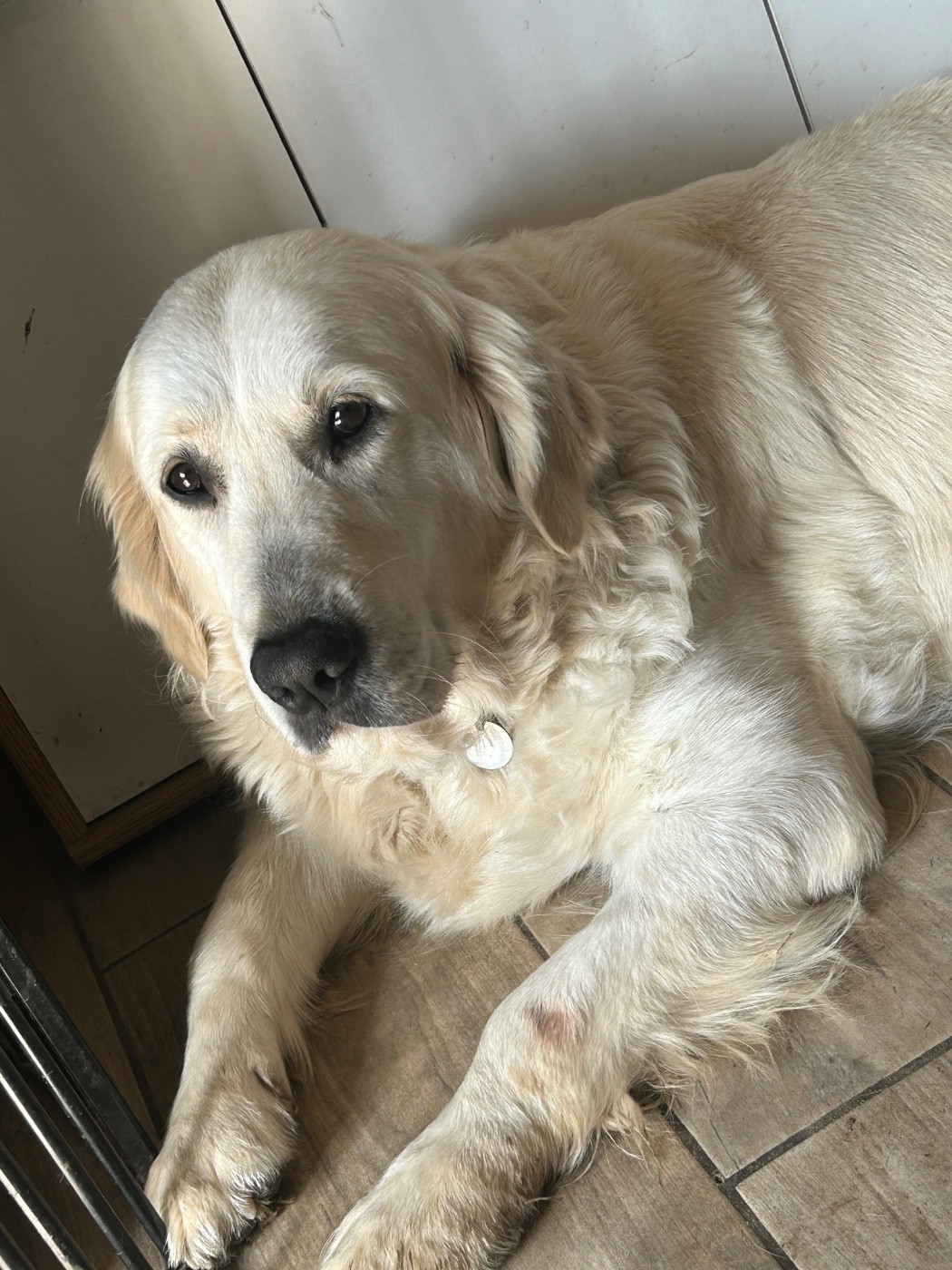 Chiot Golden Retriever Olivier Lamarque
